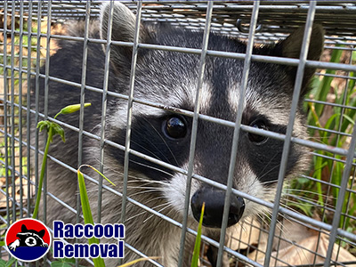 Huntsville raccoon trapping